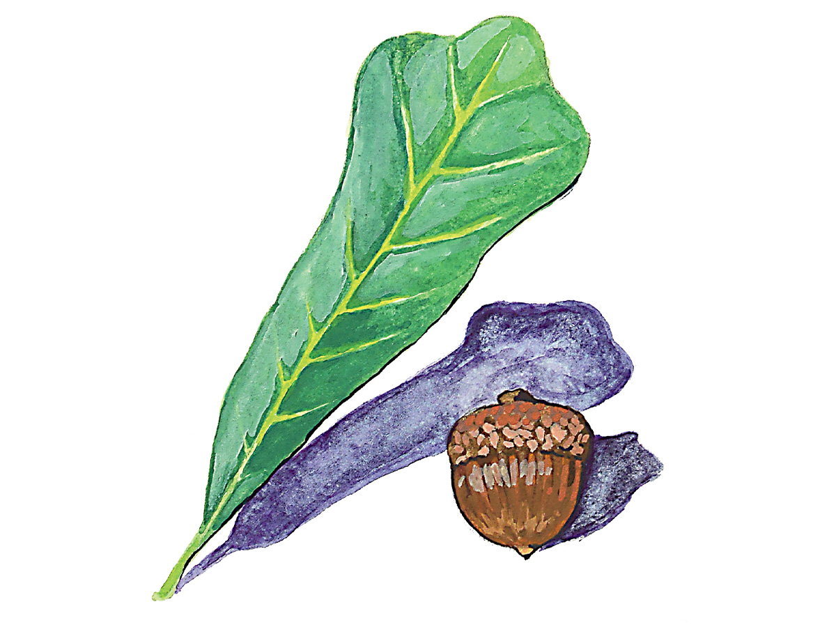 Water Oak. Illustration by Katie M. Tucker